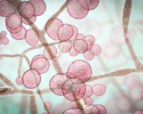 Candida Cleanse in Reading & Balham: Benefits & How It Works