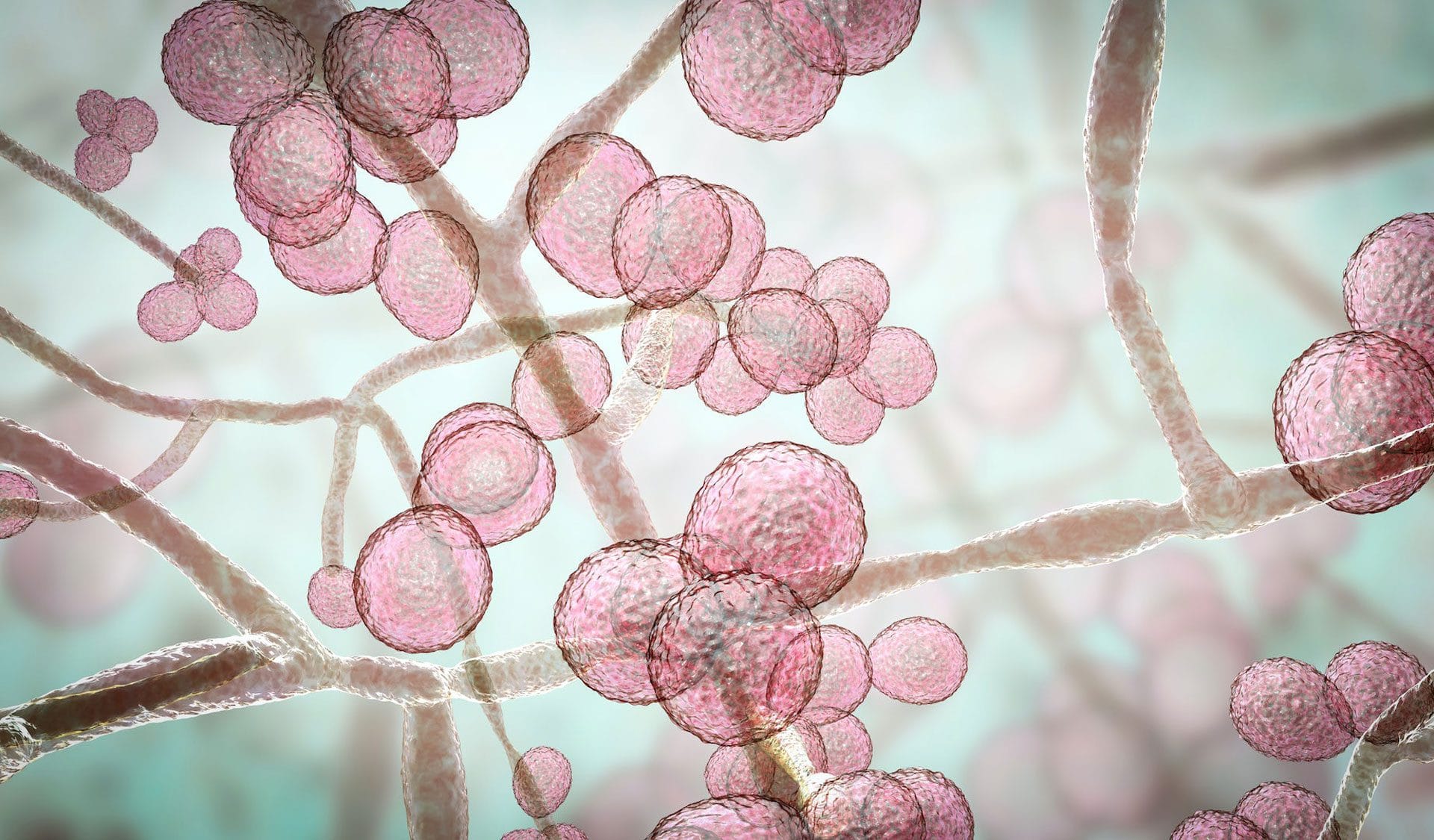 Candida Candida Cleanse Reading | Candida Cleanse Berkshire – Benefits & Guide